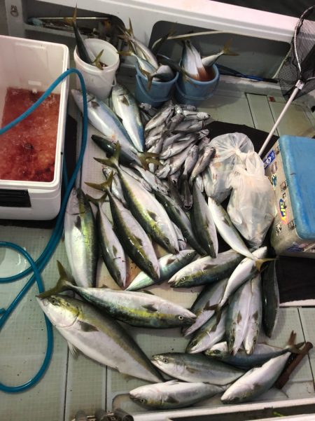 エムズジャーク(M’s JERK) 釣果