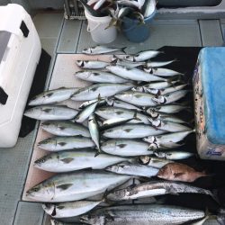 エムズジャーク(M’s JERK) 釣果