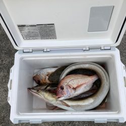 遊漁船高橋 釣果