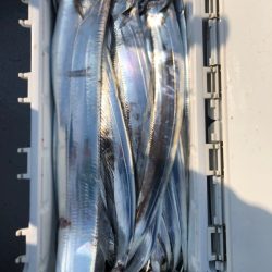 フィッシング キッタカ 釣果