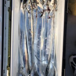 フィッシング キッタカ 釣果