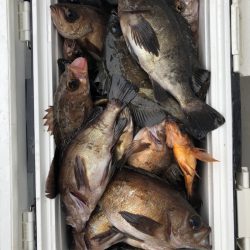 フィッシング　キッタカ 釣果