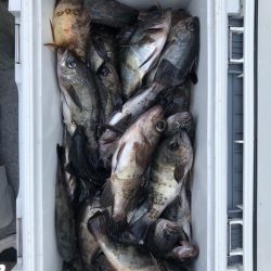 フィッシング　キッタカ 釣果