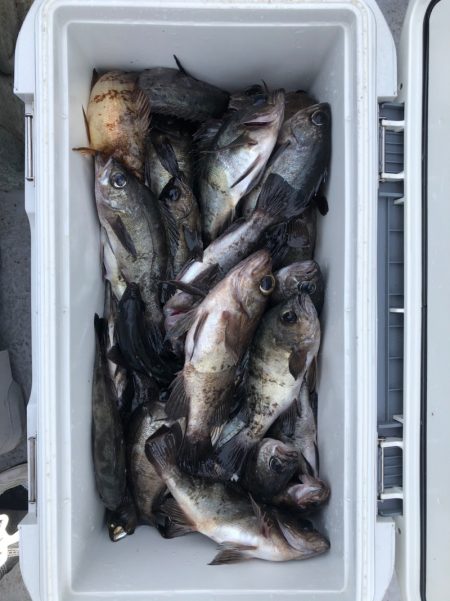 フィッシング　キッタカ 釣果