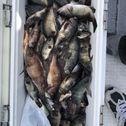 フィッシング　キッタカ 釣果