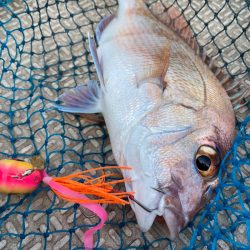 龍神丸(鹿児島) 釣果