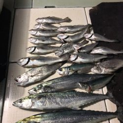 エムズジャーク（M’s JERK） 釣果