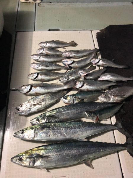 エムズジャーク（M’s JERK） 釣果