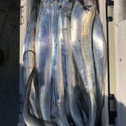 フィッシング　キッタカ 釣果