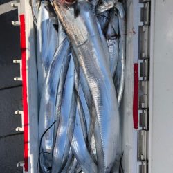 フィッシング　キッタカ 釣果