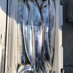 フィッシング　キッタカ 釣果