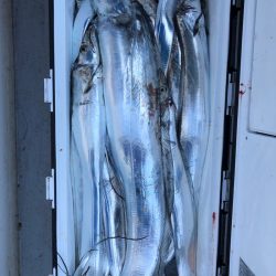 フィッシング　キッタカ 釣果