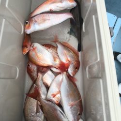 第二八坂丸 釣果