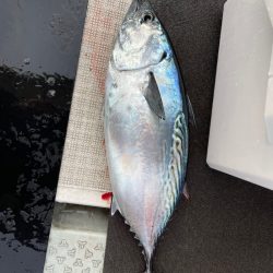 さくら丸 釣果