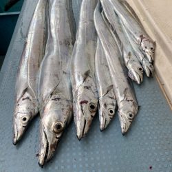 岡田釣船 八英丸 釣果