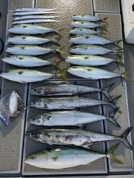 SeaRide(シーライド) 釣果