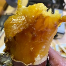 末広丸(熊本) 釣果