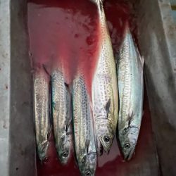 あみや渡船 JIGBOY 釣果