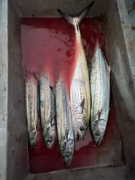 あみや渡船 JIGBOY 釣果