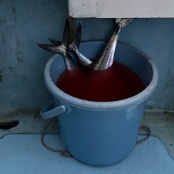 あみや渡船 JIGBOY 釣果