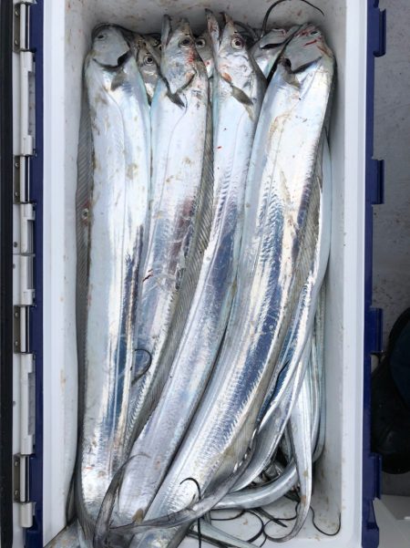 フィッシング キッタカ 釣果