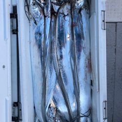 フィッシング　キッタカ 釣果