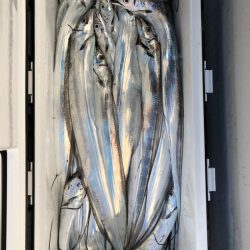 フィッシング　キッタカ 釣果