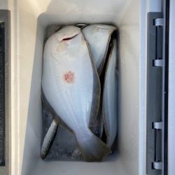 遊漁船高橋 釣果