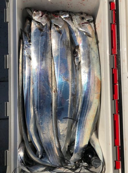 フィッシング　キッタカ 釣果