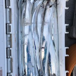 フィッシング キッタカ 釣果