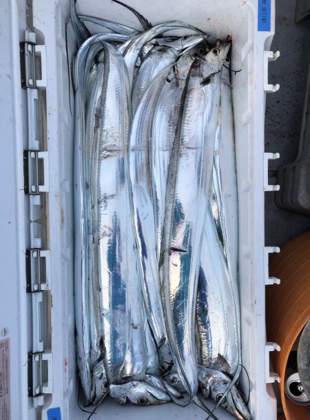 フィッシング キッタカ 釣果