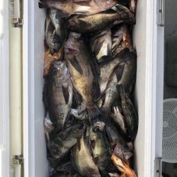 フィッシング　キッタカ 釣果