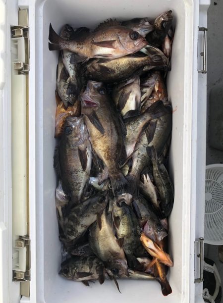 フィッシング　キッタカ 釣果