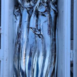 フィッシング　キッタカ 釣果