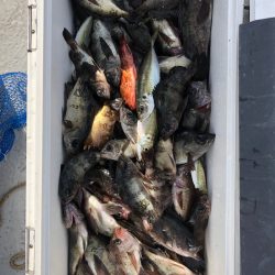 フィッシング　キッタカ 釣果