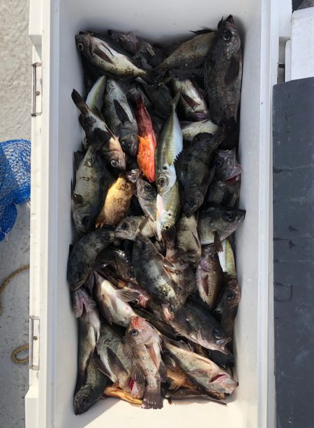 フィッシング　キッタカ 釣果