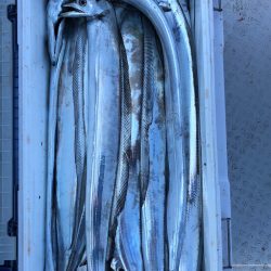 フィッシング　キッタカ 釣果