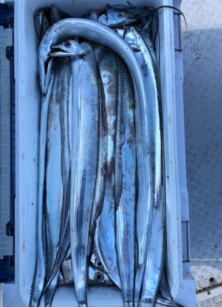 フィッシング　キッタカ 釣果