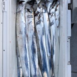 フィッシング キッタカ 釣果