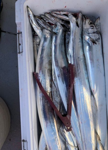 フィッシング キッタカ 釣果