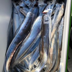 フィッシング キッタカ 釣果