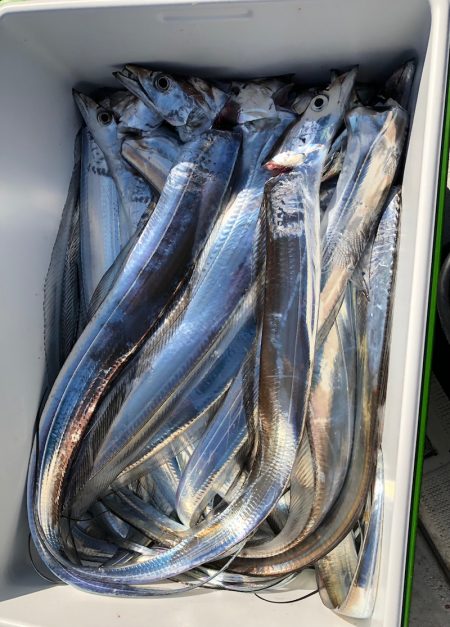 フィッシング キッタカ 釣果