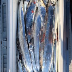 フィッシング　キッタカ 釣果