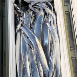 フィッシング キッタカ 釣果