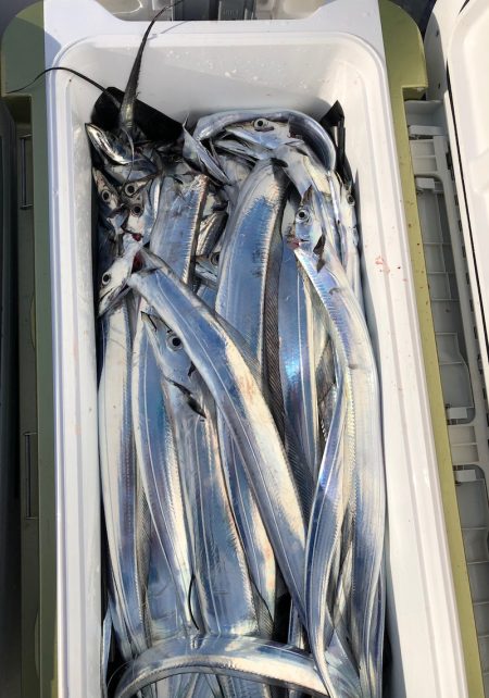 フィッシング キッタカ 釣果