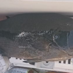 しば渡船 釣果