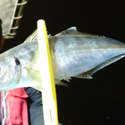 シースナイパー海龍 釣果