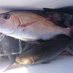 しば渡船 釣果