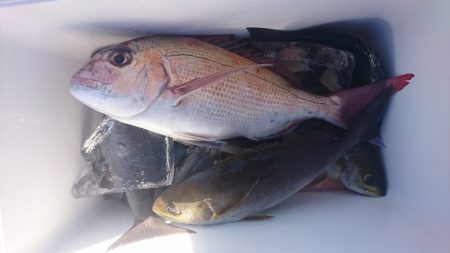 しば渡船 釣果