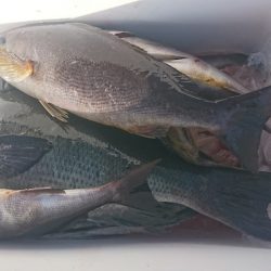 しば渡船 釣果